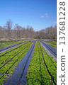 Daio wasabi farm in spring 137681228