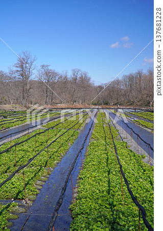 春天的Daio芥末農場 137681228
