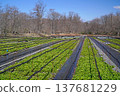 Daio wasabi farm in spring 137681229