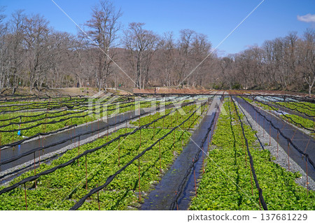 春天的Daio芥末農場 137681229