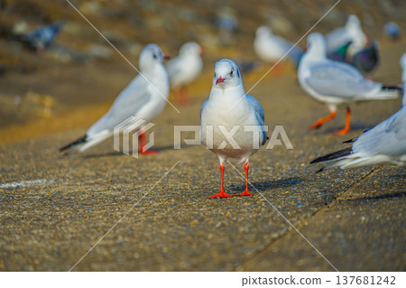 A group of seagulls (Katsushima Canal) A group of seagulls (Katsushima Canal) 137681242