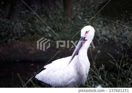 白鳥站在水邊 白鳥站在水邊 137681251