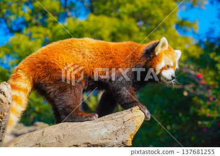 穿過森林的小熊貓 137681255