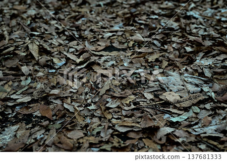 Accumulated fallen leaves Accumulated fallen leaves 137681333