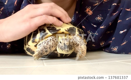 A Russian tortoise stretches out when its shell is stroked. A Russian tortoise stretches out when its shell is stroked. 137681337