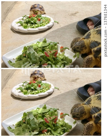 蘇卡達陸龜第一次吃甜椒時,被甜椒的苦味嚇了一跳。 蘇卡達陸龜第一次吃甜椒時,被甜椒的苦味嚇了一跳。 137681344