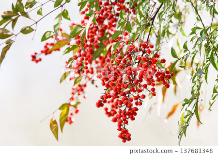 Magnificent nandina berries 137681348
