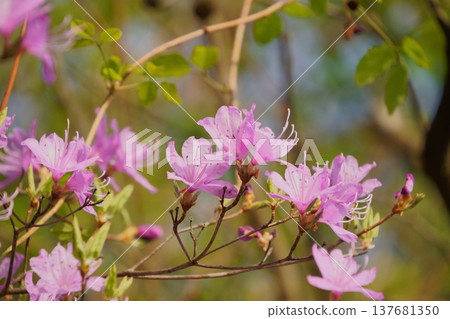 Mitsuba Azalea 01 137681350