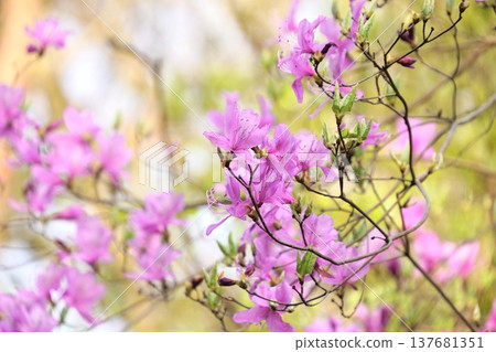 Mitsuba Azalea 02 Mitsuba Azalea 02 137681351