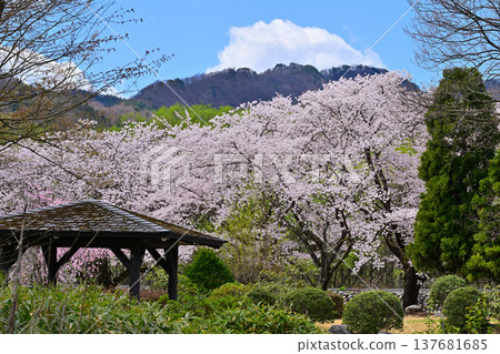 群馬縣沼田市體育公園的櫻花盛開 群馬縣沼田市體育公園的櫻花盛開 137681685
