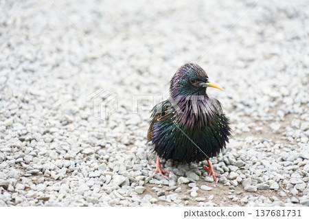 Bird image Bird image 137681731