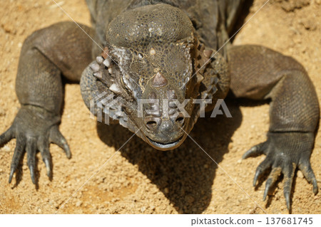 Komodo dragon walking in the jungle (Singapore) Komodo dragon walking in the jungle (Singapore) 137681745