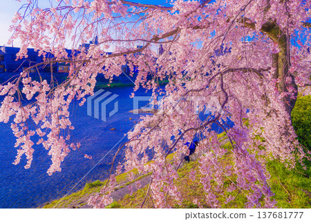 鴨川沿岸的櫻花 鴨川沿岸的櫻花 137681777