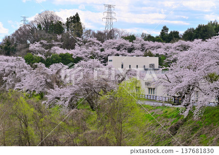 Cherry blossoms in full bloom: A view from near Jizo Bridge on the Tone River, Numata City, Gunma Prefecture. 137681830