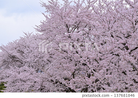 群馬縣沼田市體育公園的櫻花盛開 137681846