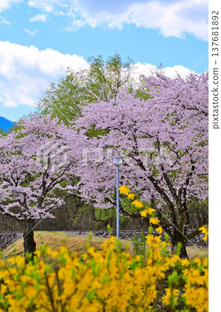 群馬縣沼田市體育公園的櫻花盛開 群馬縣沼田市體育公園的櫻花盛開 137681892