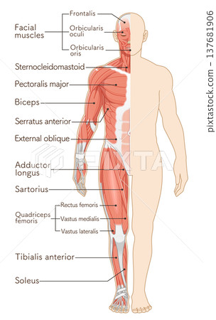Full body muscles front illustration Full body muscles front illustration 137681906