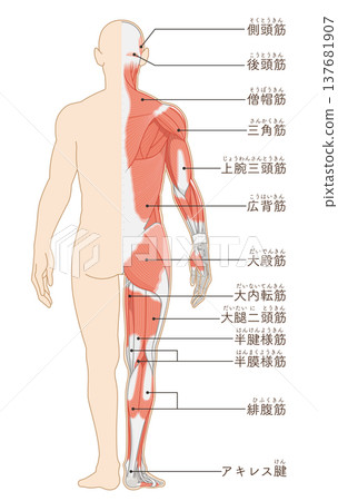 全身背部肌肉插圖 137681907