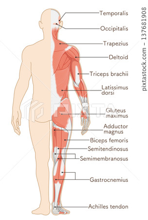 Full body muscles back illustration 137681908