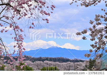 櫻花盛開，遠處是赤城山脈，群馬縣沼田市體育公園 137681911