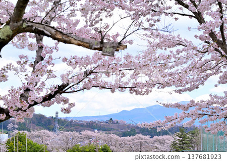 櫻花盛開,遠處是赤城山脈,群馬縣沼田市體育公園 櫻花盛開,遠處是赤城山脈,群馬縣沼田市體育公園 137681923