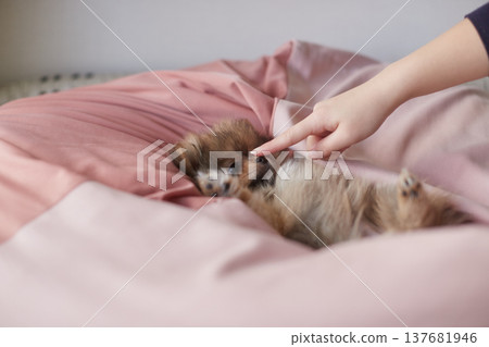 A Pomeranian puppy happily playing in the living room of a house. A Pomeranian puppy happily playing in the living room of a house. 137681946