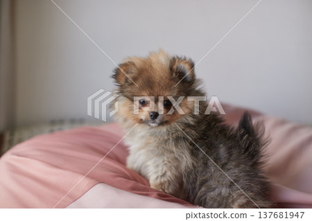 A Pomeranian puppy happily playing in the living room of a house. A Pomeranian puppy happily playing in the living room of a house. 137681947