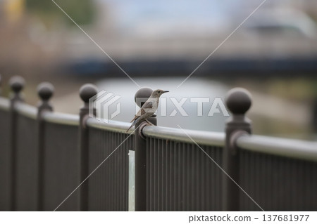 A female Blue Rock Thrush resting on a fence. A female Blue Rock Thrush resting on a fence. 137681977