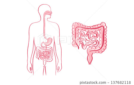 Digestive system diagram 137682118