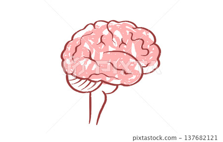 Human brain structure Human brain structure 137682121