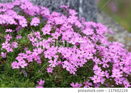 Pink cherry blossoms 137682226