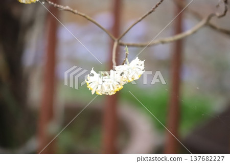 Mitsumata花在早春開花 137682227