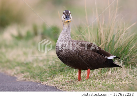 A mallard duck standing by the roadside 137682228