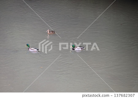 Wild ducks swimming in the river Wild ducks swimming in the river 137682307