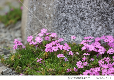Pink cherry blossoms Pink cherry blossoms 137682325