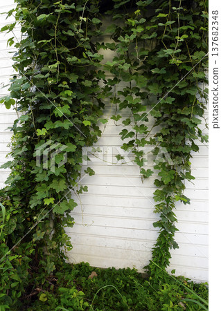 Autumn, September: Green kudzu leaves creeping up a white wall Autumn, September: Green kudzu leaves creeping up a white wall 137682348