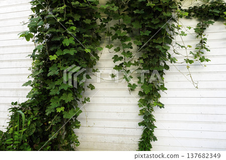 Autumn, September: Green kudzu leaves creeping up a white wall Autumn, September: Green kudzu leaves creeping up a white wall 137682349