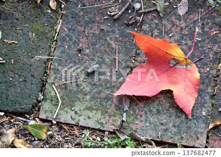 Plane tree (Platanus sycamore), autumn leaves, fallen leaves 137682477