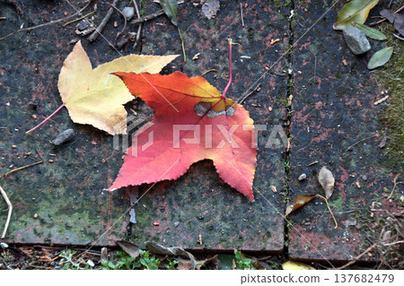 懸鈴木(Platanus sycamore),秋葉,落葉 懸鈴木(Platanus sycamore),秋葉,落葉 137682479