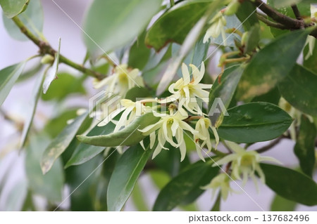 Shikimi flowers blooming in spring Shikimi flowers blooming in spring 137682496