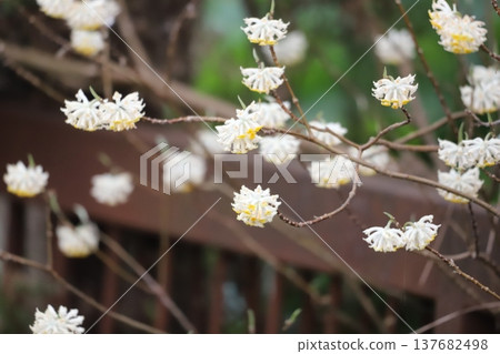 Mitsumata花在早春開花 Mitsumata花在早春開花 137682498