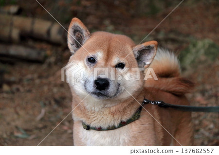 Animal Dog Pet Skin Disease Symptoms Animal Dog Pet Skin Disease Symptoms 137682557