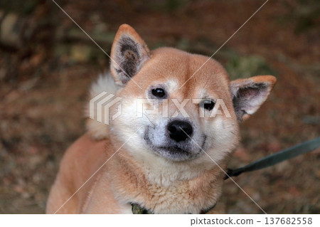 Animal Dog Pet Skin Disease Symptoms Animal Dog Pet Skin Disease Symptoms 137682558