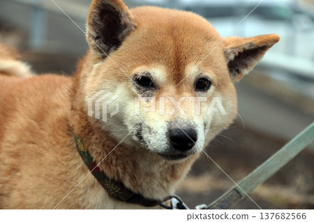 Animal Dog Pet Skin Disease Symptoms Animal Dog Pet Skin Disease Symptoms 137682566