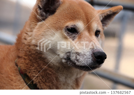 動物狗寵物皮膚病症狀 動物狗寵物皮膚病症狀 137682567
