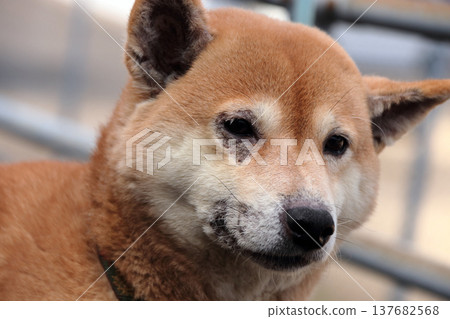 動物狗寵物皮膚病症狀 動物狗寵物皮膚病症狀 137682568