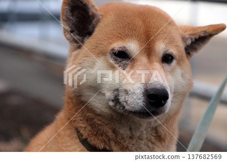 動物狗寵物皮膚病症狀 動物狗寵物皮膚病症狀 137682569