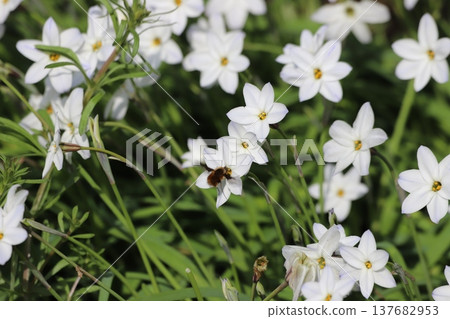 Hana flower flower Hana flower flower 137682953