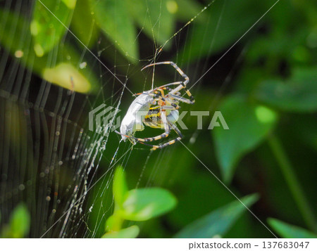 一隻金絲圓蛛,正準備用它那潔白閃亮的蛛網捕獲它的大型獵物。 一隻金絲圓蛛,正準備用它那潔白閃亮的蛛網捕獲它的大型獵物。 137683047