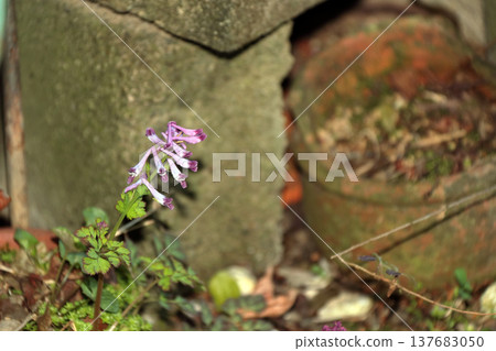 Murasakikeman (purple flower) Murasakikeman (purple flower) 137683050